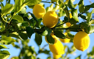 Lemon-Trees